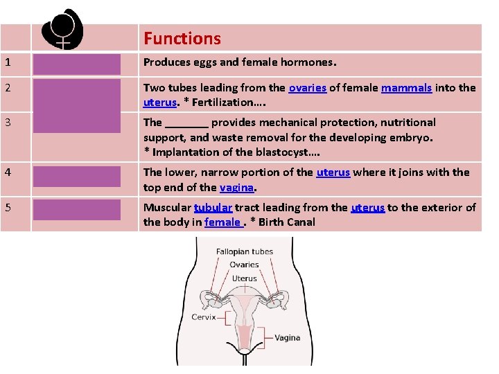 Functions 1 Ovary Produces eggs and female hormones. 2 Oviduct / Fallopian Tubes Two
