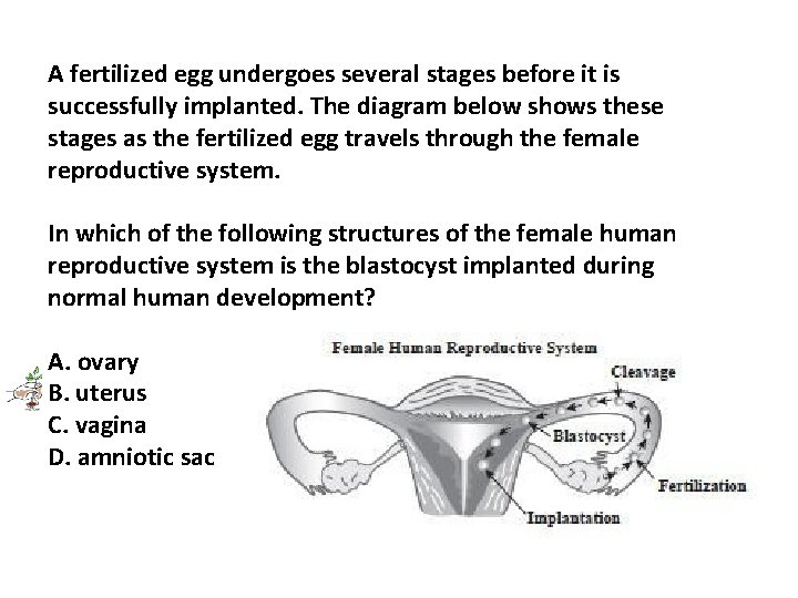 A fertilized egg undergoes several stages before it is successfully implanted. The diagram below