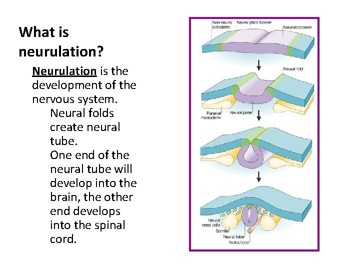 What is neurulation? ü Neurulation is the development of the nervous system. ü Neural