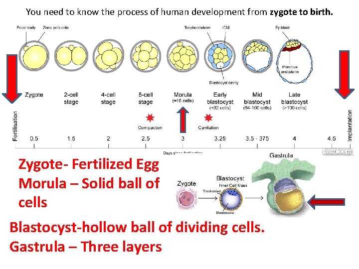 You need to know the process of human development from zygote to birth. Zygote-
