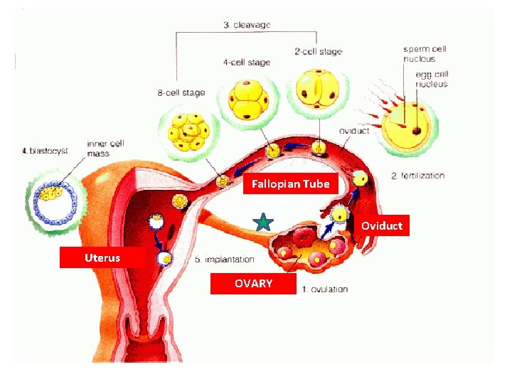 Fallopian Tube Oviduct Uterus OVARY 