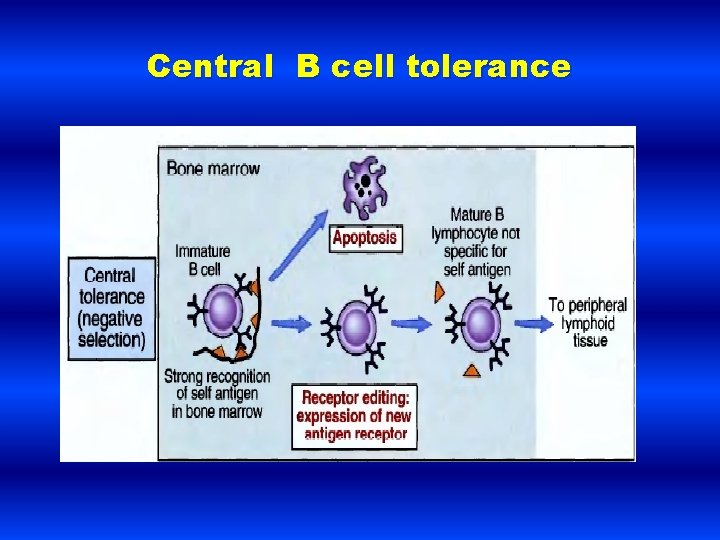 Central B cell tolerance 