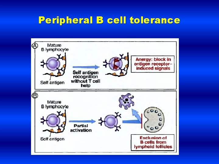 Peripheral B cell tolerance 