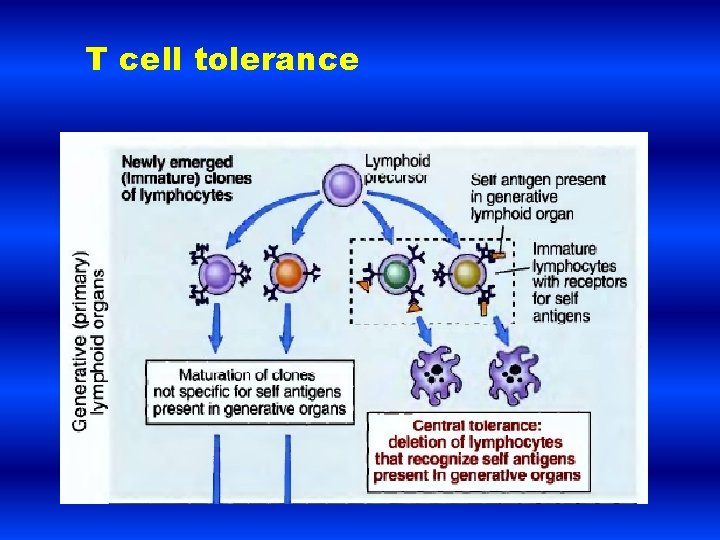 T cell tolerance 