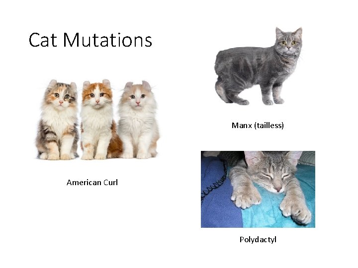 Cat Mutations Manx (tailless) American Curl Polydactyl 