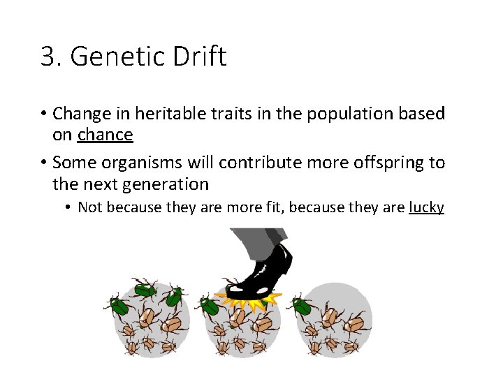3. Genetic Drift • Change in heritable traits in the population based on chance