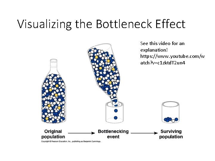 Visualizing the Bottleneck Effect See this video for an explanation! https: //www. youtube. com/w