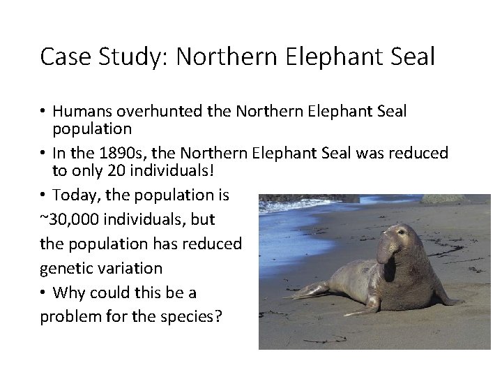 Case Study: Northern Elephant Seal • Humans overhunted the Northern Elephant Seal population •