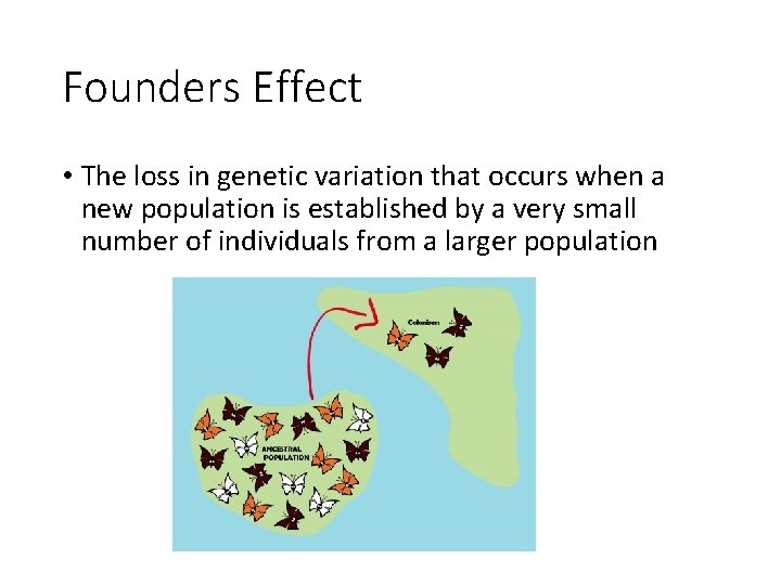 Founders Effect • The loss in genetic variation that occurs when a new population