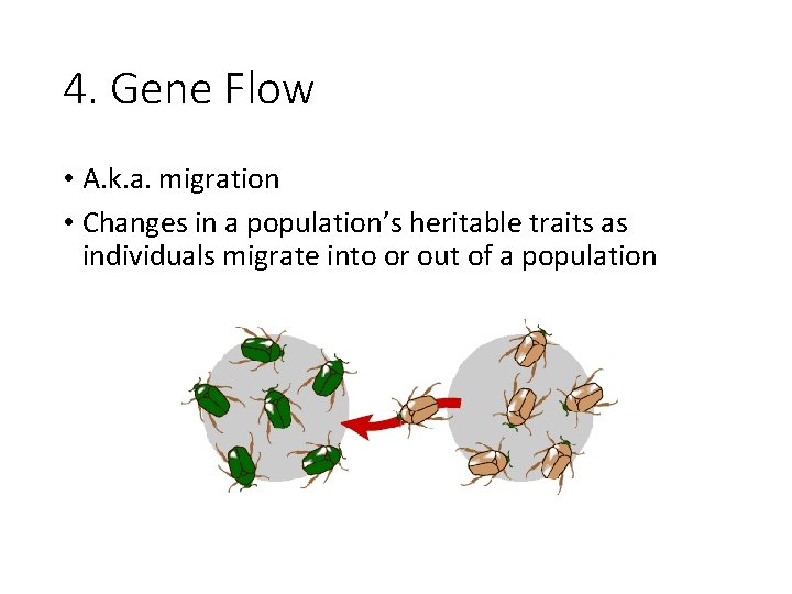 4. Gene Flow • A. k. a. migration • Changes in a population’s heritable