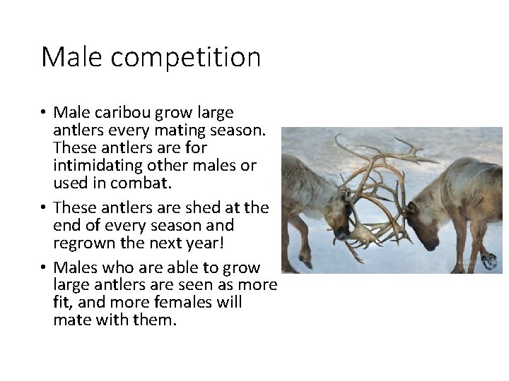 Male competition • Male caribou grow large antlers every mating season. These antlers are