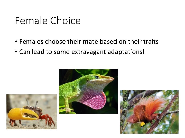 Female Choice • Females choose their mate based on their traits • Can lead