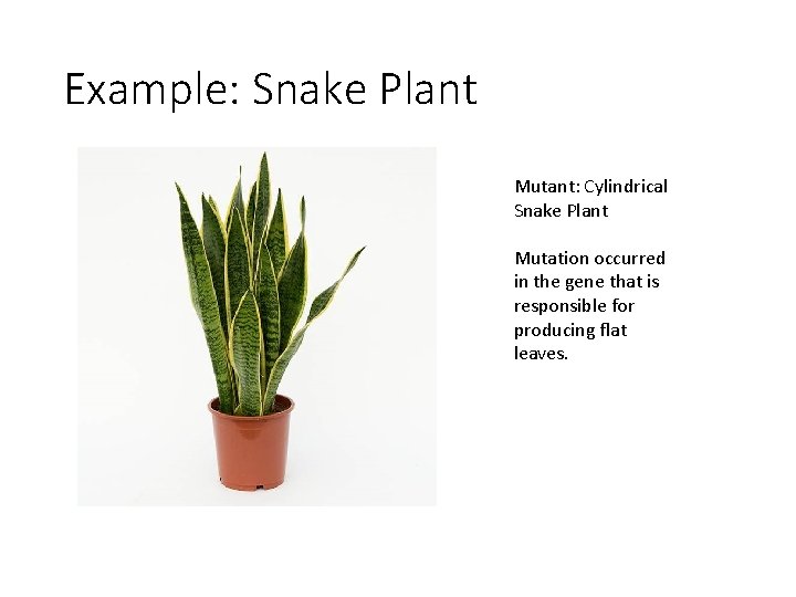 Example: Snake Plant Mutant: Cylindrical Snake Plant Mutation occurred in the gene that is
