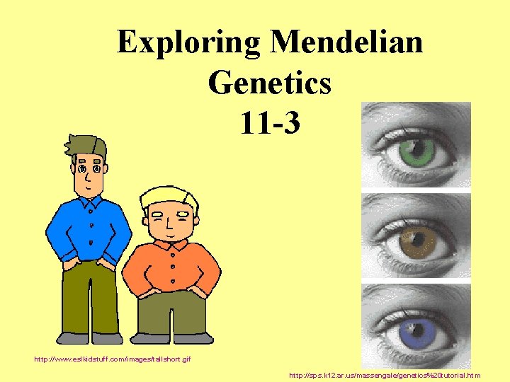 Exploring Mendelian Genetics 11 -3 http: //www. eslkidstuff. com/images/tallshort. gif http: //sps. k 12.