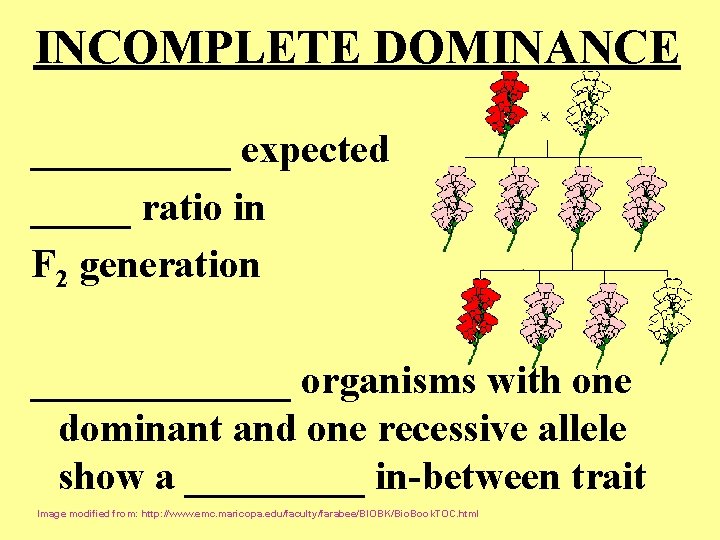 INCOMPLETE DOMINANCE _____ expected _____ ratio in F 2 generation _______ organisms with one