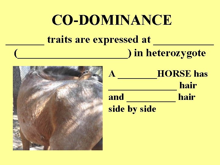 CO-DOMINANCE _______ traits are expressed at ______ (__________) in heterozygote A ____HORSE has _______