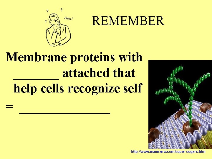 REMEMBER Membrane proteins with _______ attached that help cells recognize self = _______ http: