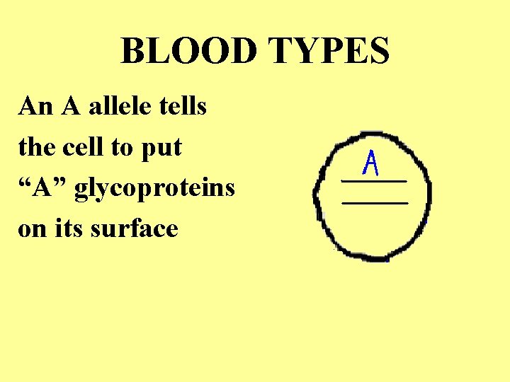 BLOOD TYPES An A allele tells the cell to put “A” glycoproteins on its