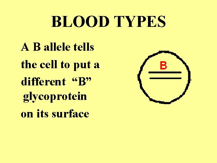 BLOOD TYPES A B allele tells the cell to put a different “B” glycoprotein