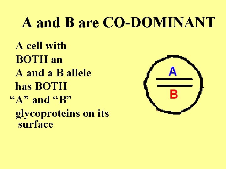 A and B are CO-DOMINANT A cell with BOTH an A and a B