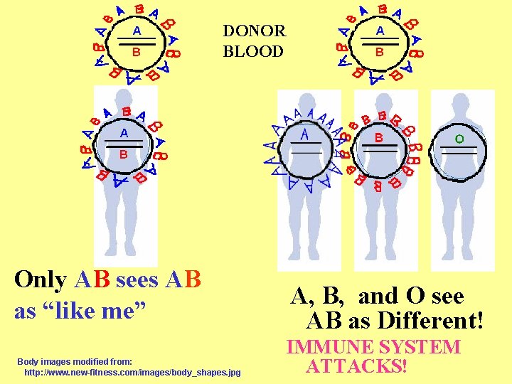 DONOR BLOOD Only AB sees AB as “like me” Body images modified from: http: