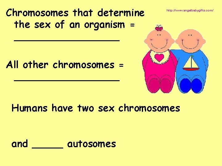 Chromosomes that determine the sex of an organism = _________ http: //www. angelbabygifts. com/