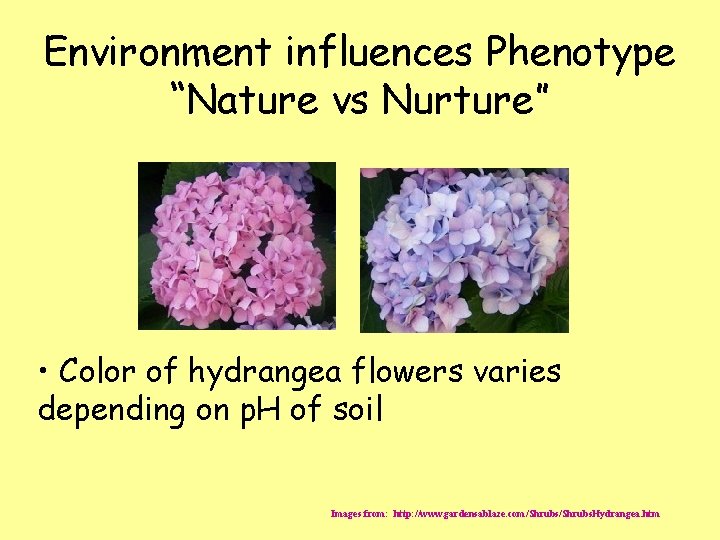 Environment influences Phenotype “Nature vs Nurture” • Color of hydrangea flowers varies depending on