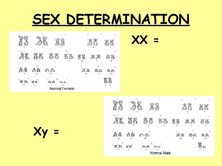 SEX DETERMINATION XX = Xy = 