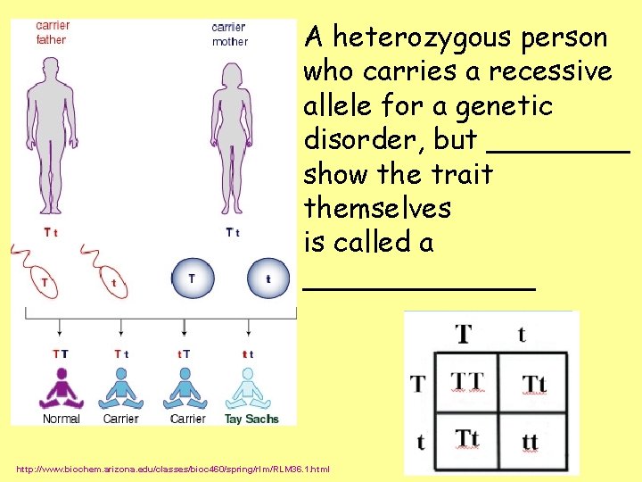 A heterozygous person who carries a recessive allele for a genetic disorder, but ____