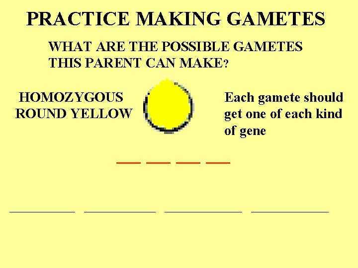 PRACTICE MAKING GAMETES WHAT ARE THE POSSIBLE GAMETES THIS PARENT CAN MAKE? HOMOZYGOUS ROUND