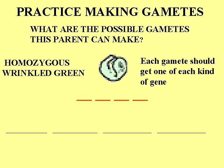 PRACTICE MAKING GAMETES WHAT ARE THE POSSIBLE GAMETES THIS PARENT CAN MAKE? HOMOZYGOUS WRINKLED