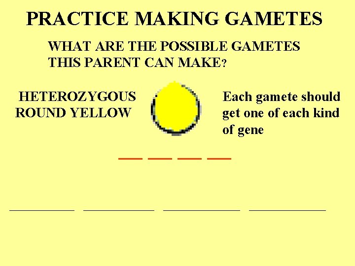 PRACTICE MAKING GAMETES WHAT ARE THE POSSIBLE GAMETES THIS PARENT CAN MAKE? HETEROZYGOUS ROUND