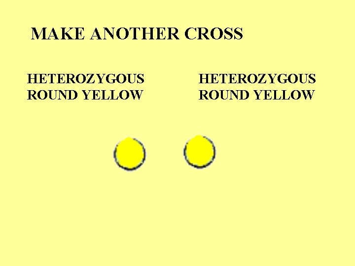 MAKE ANOTHER CROSS HETEROZYGOUS ROUND YELLOW 