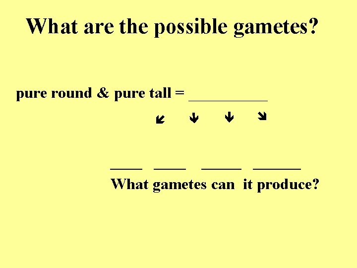 What are the possible gametes? pure round & pure tall = _____ ______ What