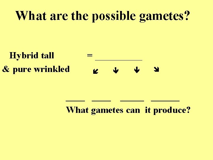 What are the possible gametes? = _____ Hybrid tall & pure wrinkled ______ What