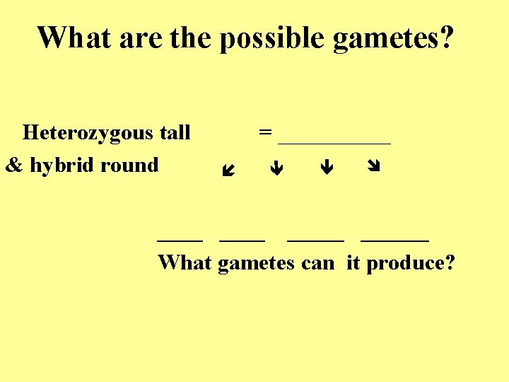 What are the possible gametes? = _____ Heterozygous tall & hybrid round ______ What