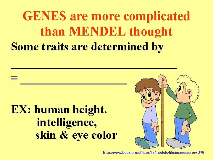 GENES are more complicated than MENDEL thought Some traits are determined by ______________ =