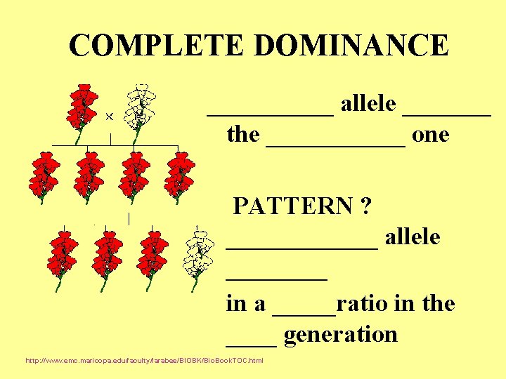 COMPLETE DOMINANCE _____ allele _______ the ______ one PATTERN ? ______ allele ____ in