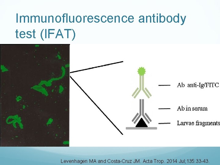 Immunofluorescence antibody test (IFAT) Levenhagen MA and Costa-Cruz JM. Acta Trop. 2014 Jul; 135: