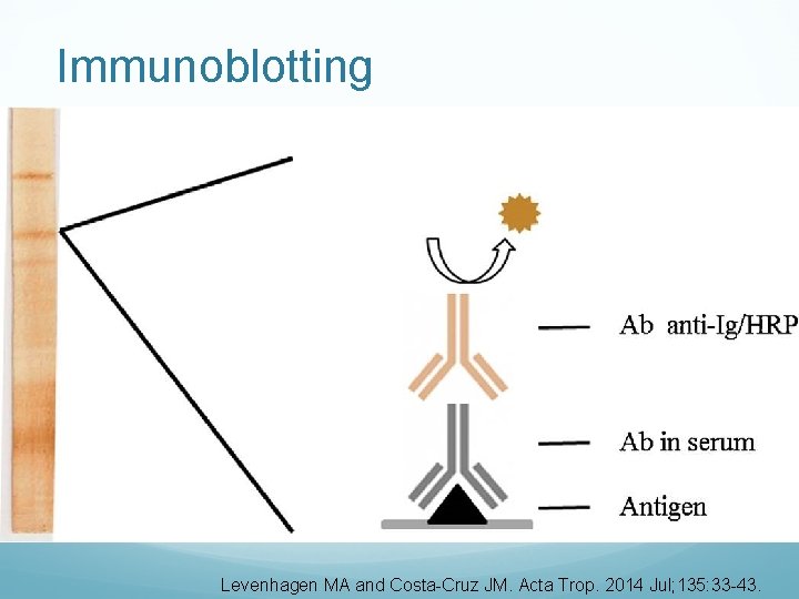 Immunoblotting Levenhagen MA and Costa-Cruz JM. Acta Trop. 2014 Jul; 135: 33 -43. 