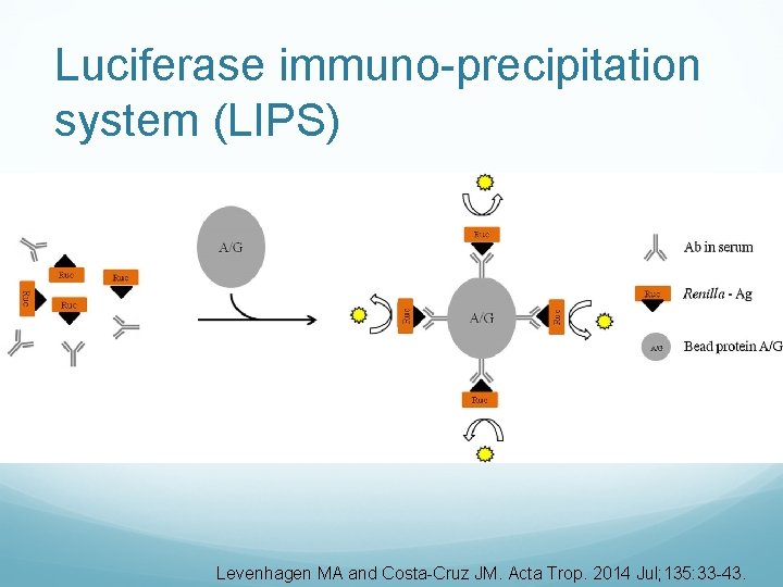 Luciferase immuno-precipitation system (LIPS) Levenhagen MA and Costa-Cruz JM. Acta Trop. 2014 Jul; 135: