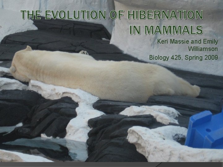 THE EVOLUTION OF HIBERNATION IN MAMMALS Keri Massie and Emily Williamson Biology 425, Spring
