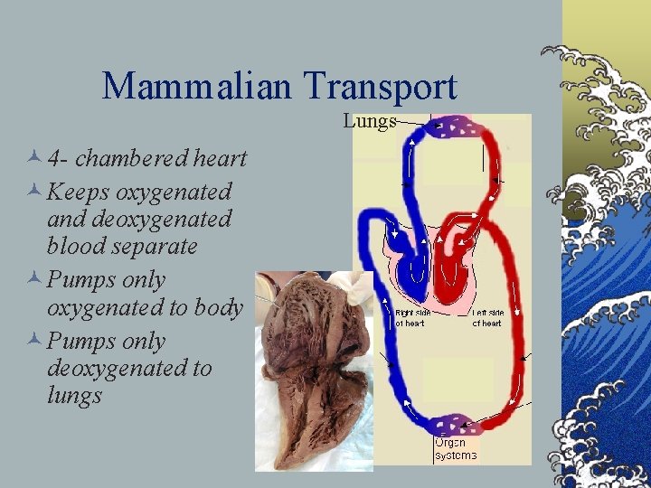 Mammalian Transport Lungs © 4 - chambered heart © Keeps oxygenated and deoxygenated blood