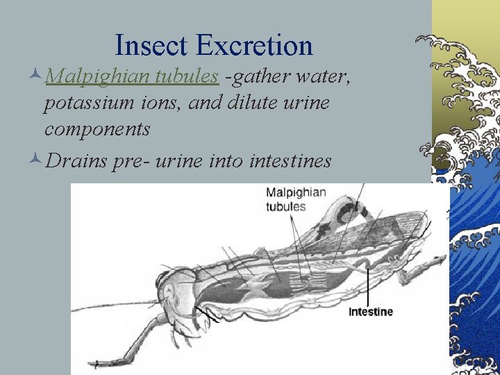 Insect Excretion ©Malpighian tubules -gather water, potassium ions, and dilute urine components ©Drains pre-