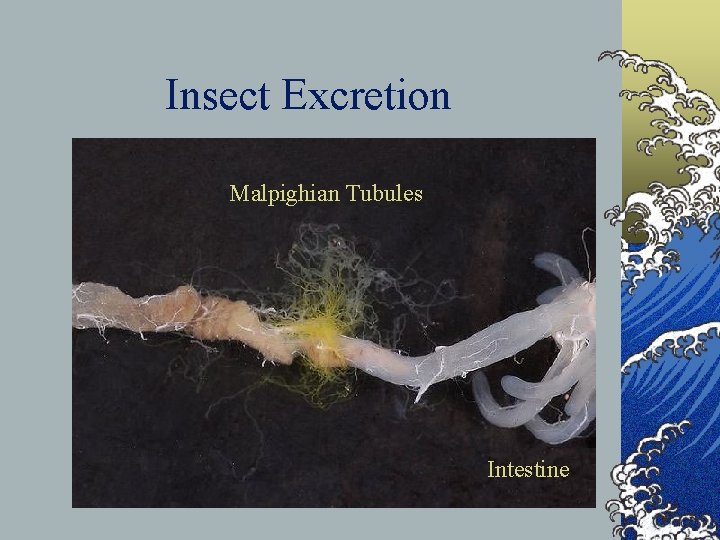 Insect Excretion Malpighian Tubules Intestine 