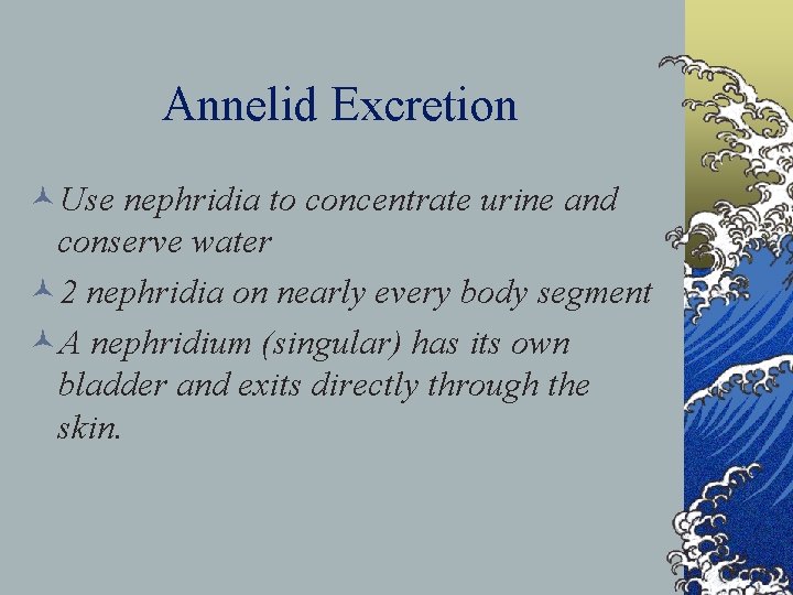 Annelid Excretion ©Use nephridia to concentrate urine and conserve water © 2 nephridia on