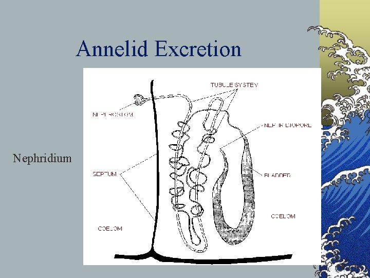 Annelid Excretion Nephridium 