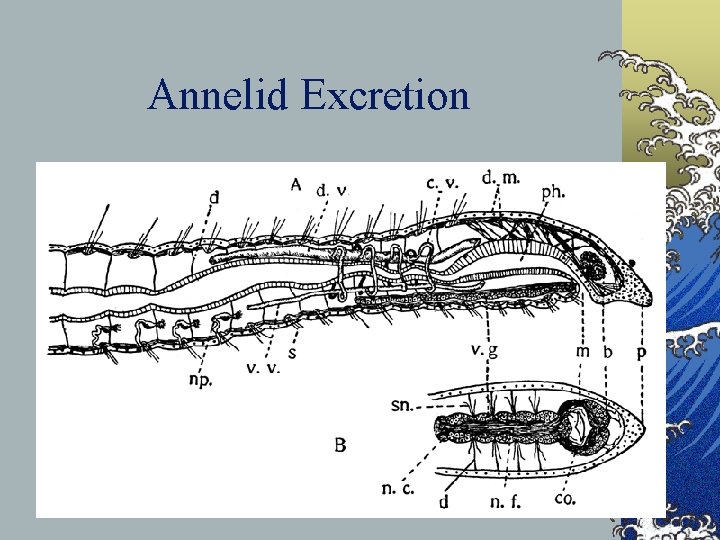 Annelid Excretion 