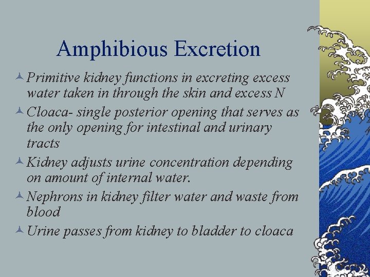 Amphibious Excretion © Primitive kidney functions in excreting excess water taken in through the