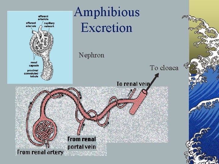 Amphibious Excretion Nephron To cloaca 